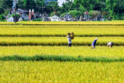 farmers harvesting some rice